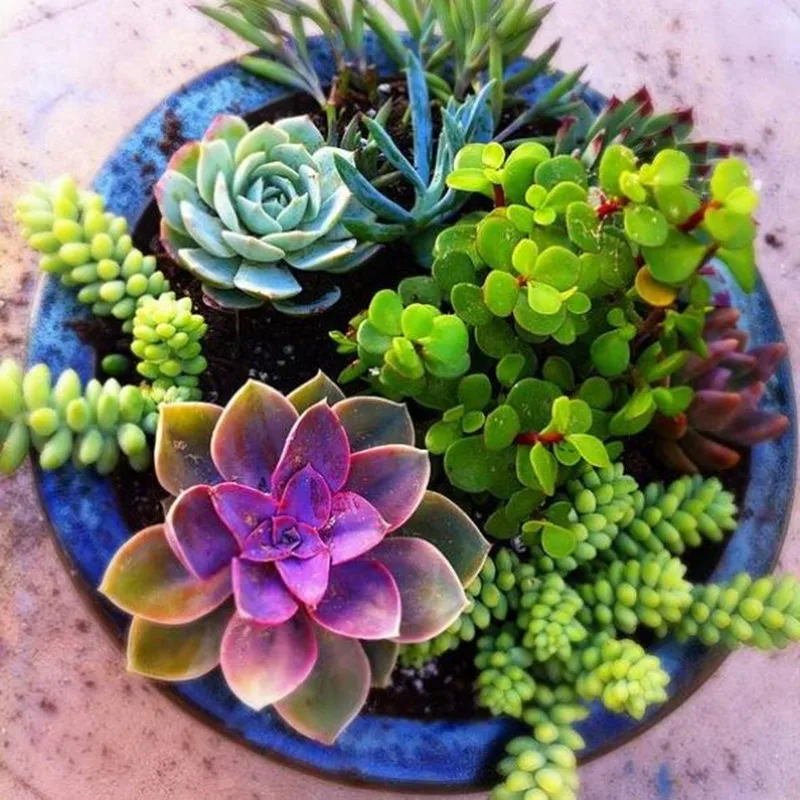 100pcs Mini Cactus plant Mixed Succulent Flower bonsais of garden flowers Rare Sempervivum 100pcs Mini Cactus plant Mixed Succulent Flower bonsais of garden flowers Rare Sempervivum