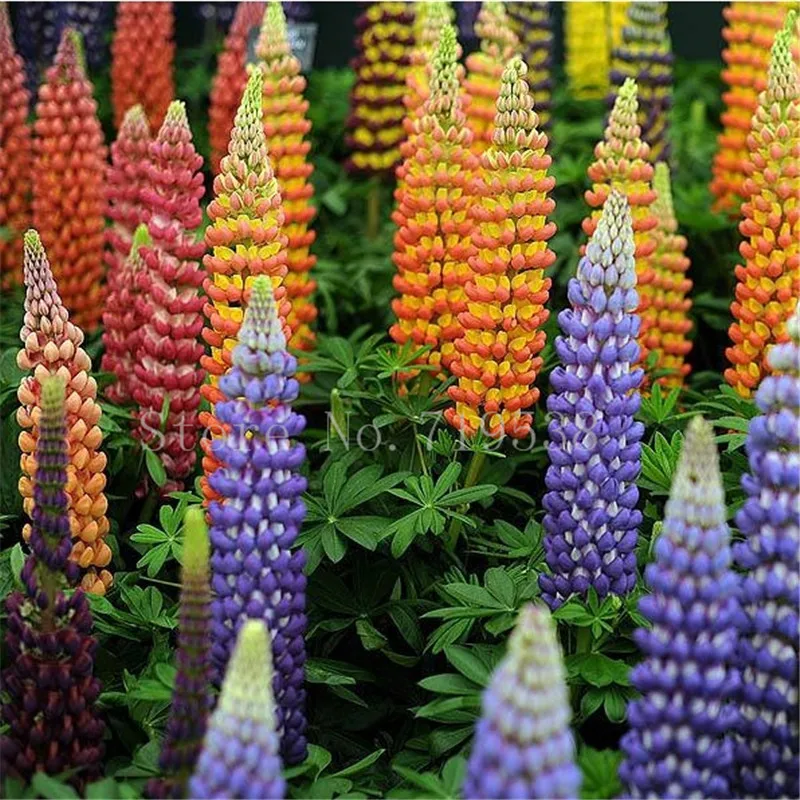 

Grass Flower bonsais Colorful Rainbow Lupine Flower bonsais Ornamental flowers Germination 10pcs(lu bing hua)