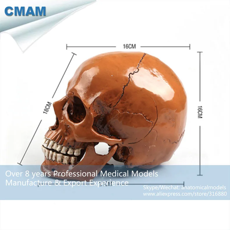 

CMAM-PRC58 Antiqued Brown Life-sized PVC Colored Skull Anatomy