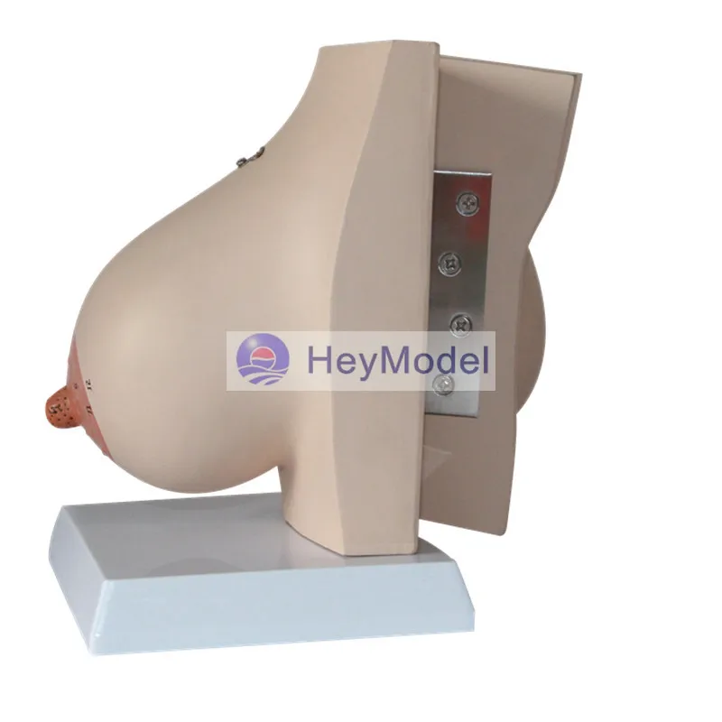 Модель женской груди HeyModel|breast|breast modelingbreasts female |