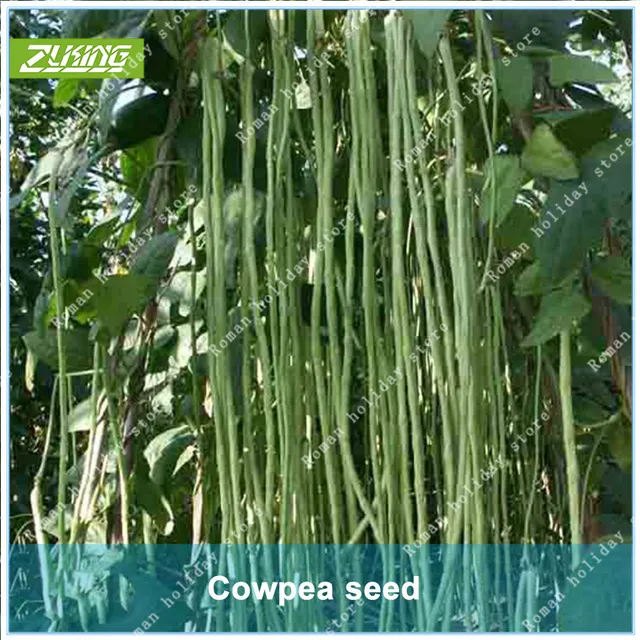 Zlking 10pcs Cowpea Vegetable Bonsai Plants For Home Garden Asian Zlking 10pcs Cowpea Vegetable Bonsai Plants For Home Garden Asian Perennial Campanula