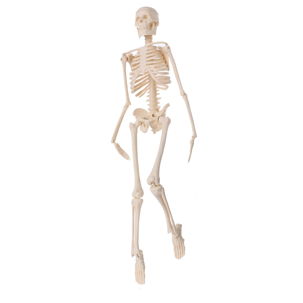 

Mini Detachable Human Skeleton Bone Model Removable Arms Legs Metal Stand Anatomical Bone Model Medical Teaching