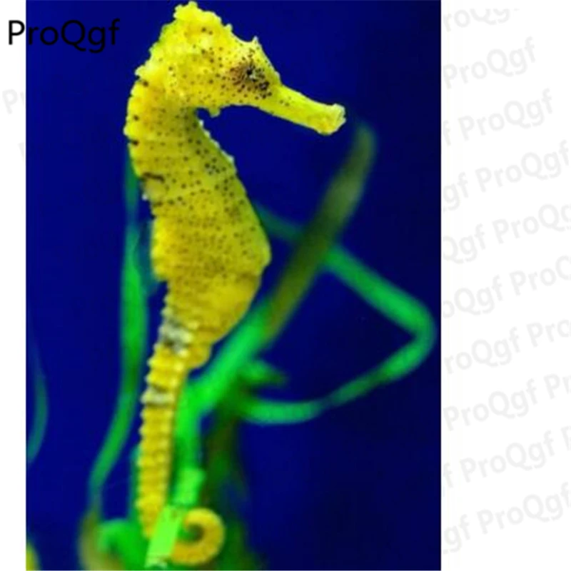 

50Pcs hippocampus egg