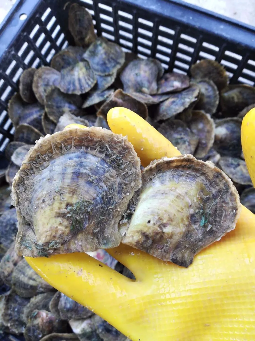 

New Akoya Oyster Oval Pearls Birthday Gift Wholesale 20pcs Noble Saltwater Vacuum-packed Oyster Pearls for Jewelry AO021