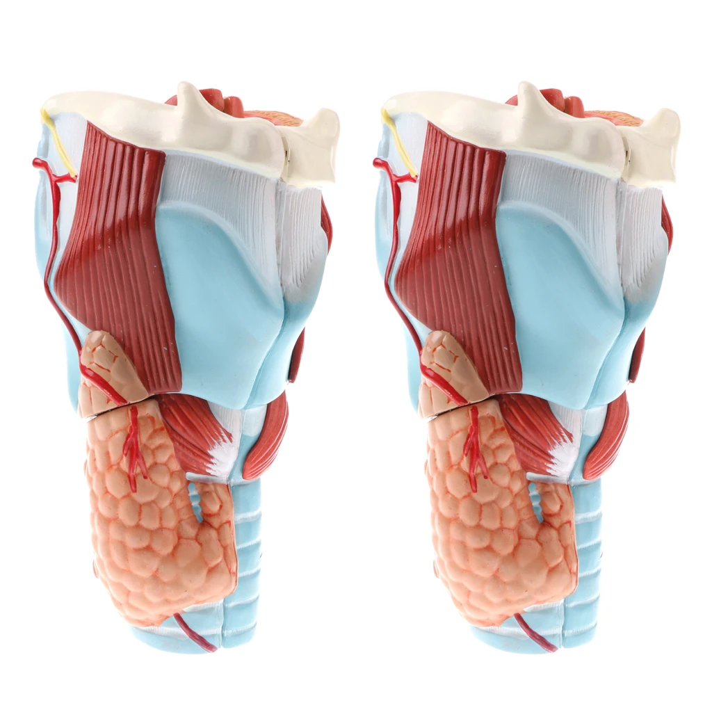 

2 Sets Magnification 2x Human Removable 5 Parts Pharynx Larynx Medical Model Laboratory Equipment Learning Resources