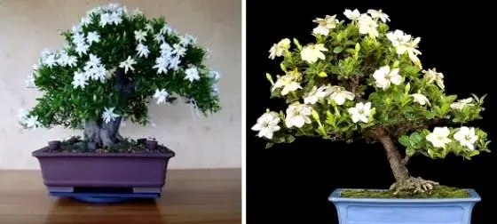 White Flowering House Plants online get cheap house plant flowers -aliexpress | alibaba group White Flowering House Plants online get cheap house plant flowers -aliexpress | alibaba group