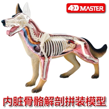 

4D Master puzzle assembling toy simulation animal creature wolf dog organ dog anatomy model medical teaching