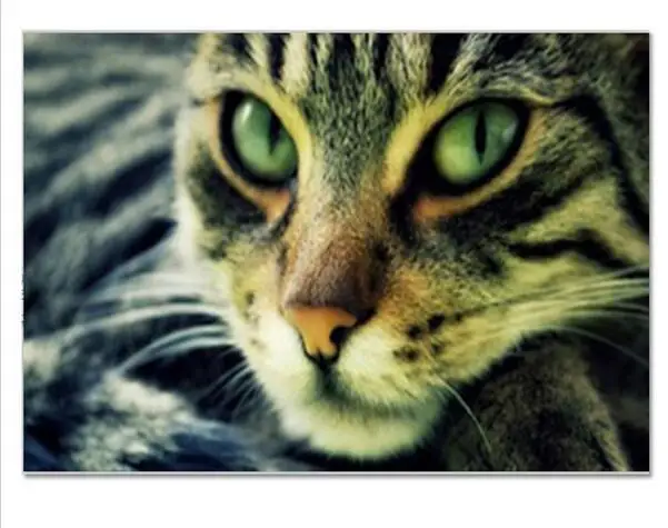 

Diamond Mosaic Kitty 50x70cm 3D Diy diamond painting cross stitch crystal full diamond sets diamond embroidery home decor