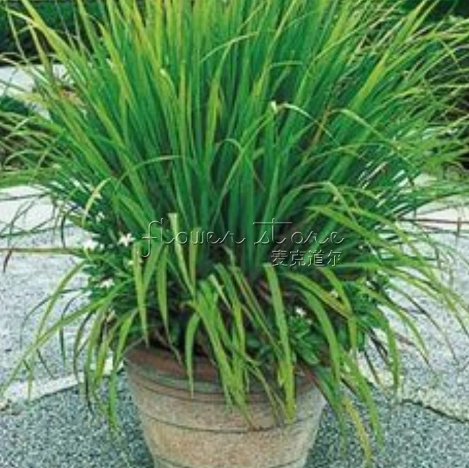 400 Индии лимонной травы декоративные (cymbopogon flexuosus Citratus) СЕМЕНА съедобные