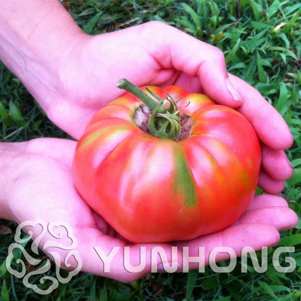 

100 PCS big cherry tomato tree Bonsai italy new tomato Bonsai NO-GMO fruit and vegetable Bonsai for home garden planting