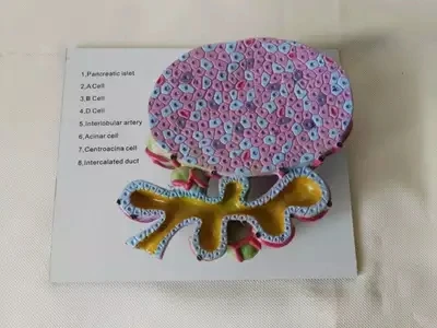 

pancreatic acinar cells model anatomy biological teaching instrument medical model