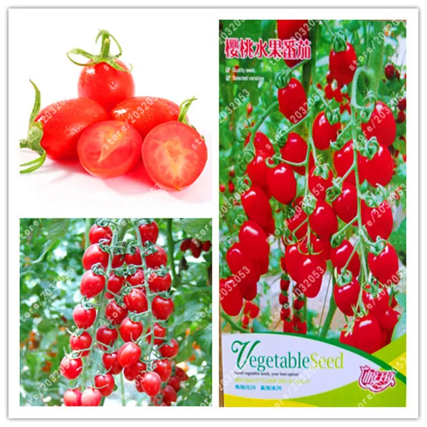 Карликовые деревья True red Cherry помидоры регулярные Роман горшках Plantsvegetables для дома и сада посылка 100% реальные