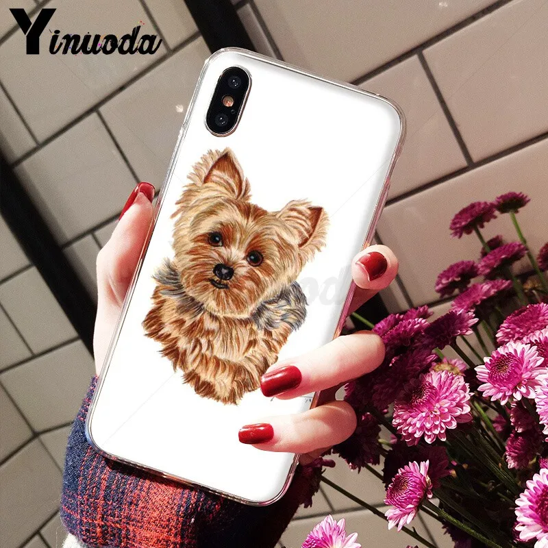Yorkshire terrier dog