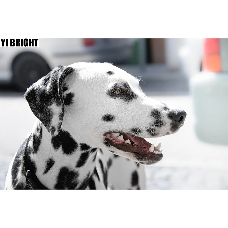 

Square/Round Drill,DIY Diamond Painting "Beautiful Dalmatian Dog" 3D Embroidery Cross Stitch Mosaic Full Of Rhinestone Decor GT