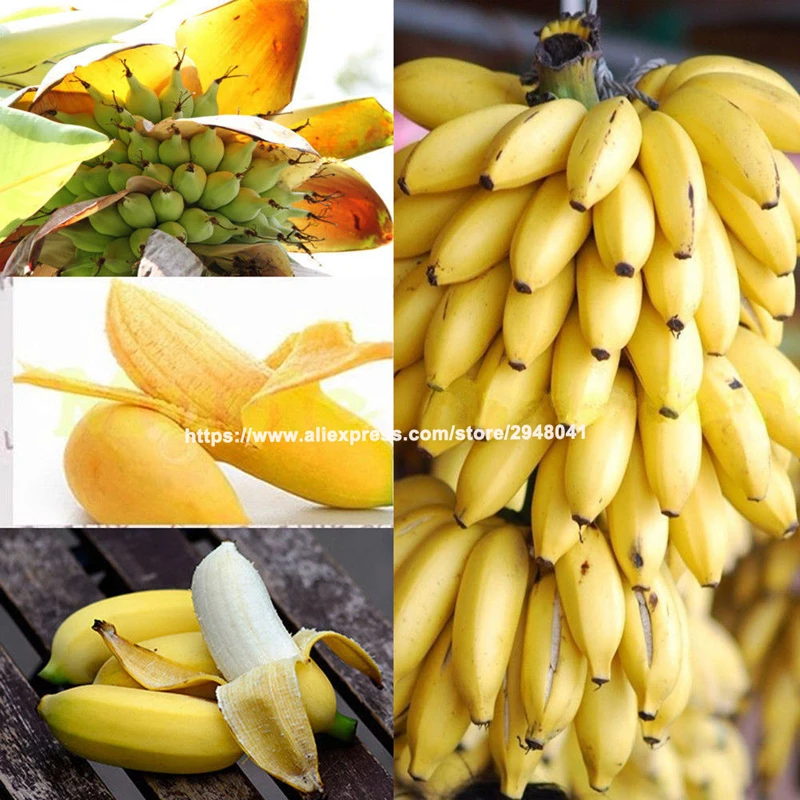

2019 New 100pcs sementes` plantas Banana Bonsai Rare Hainan Banana Tree Delicious Fruit Potted Plant For Home & Garden