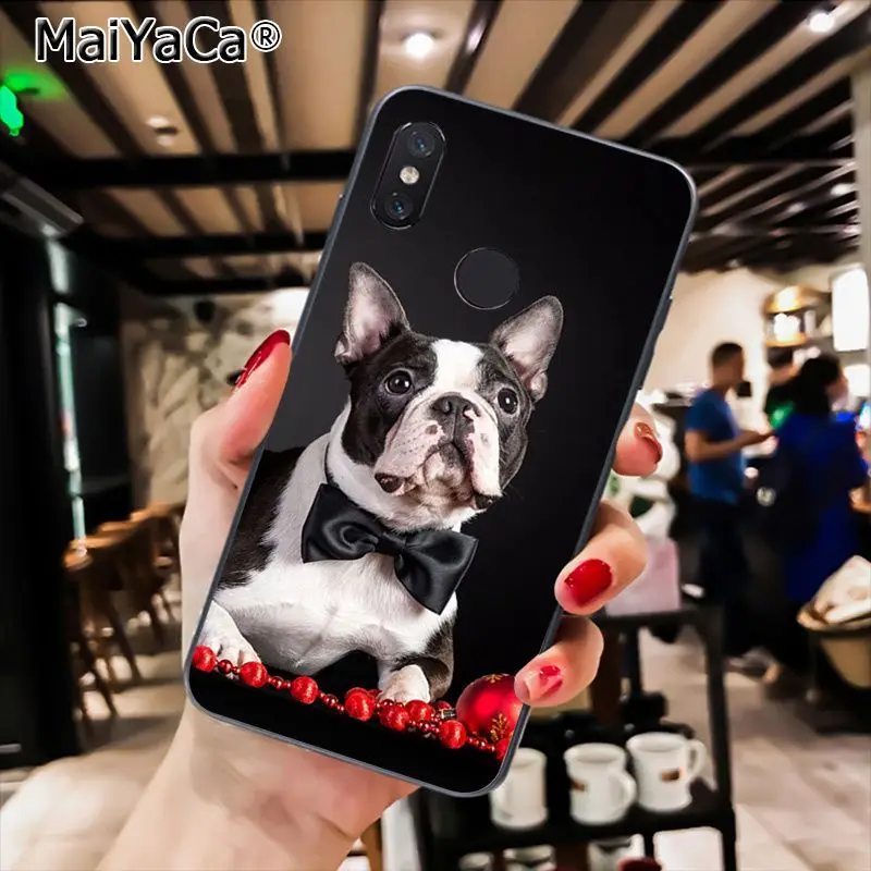 French Bulldog Puppy 