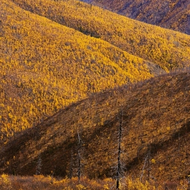 Artist's Choice: Fall Colours Along Top Of The World Highway  Yukon Poster Print (11 x 17)