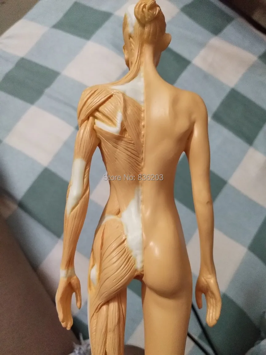 Мужской череп из искусственной кожи 30 см|Медицинская наука| |
