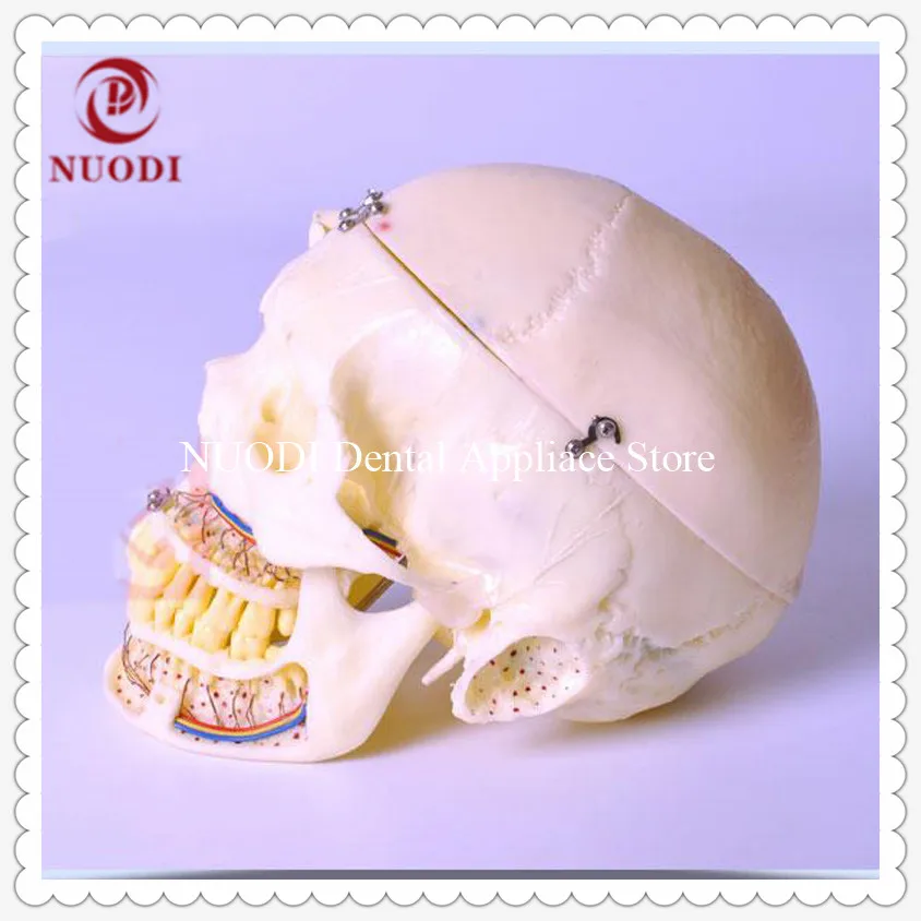 

10parts demonstration model with sinuses/Dental Skull model with sinuses/Removable Dental Study model