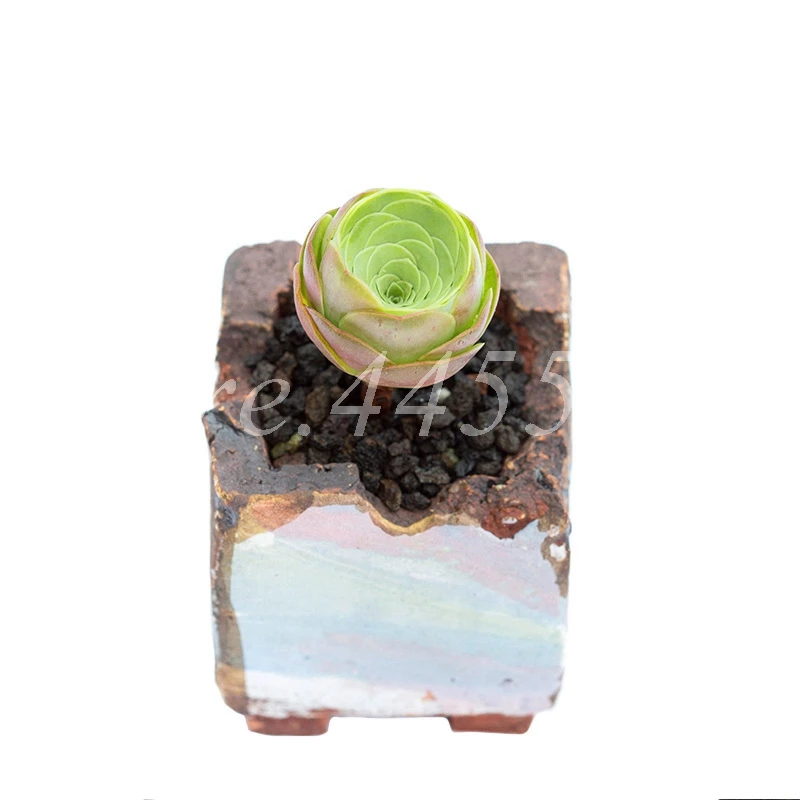 100 Pcs The Mountain Rose Red Rose Garden Greenovia Flower Indoor Succulent Plant Meaty Plant Flore Bonsai Potted Planting
