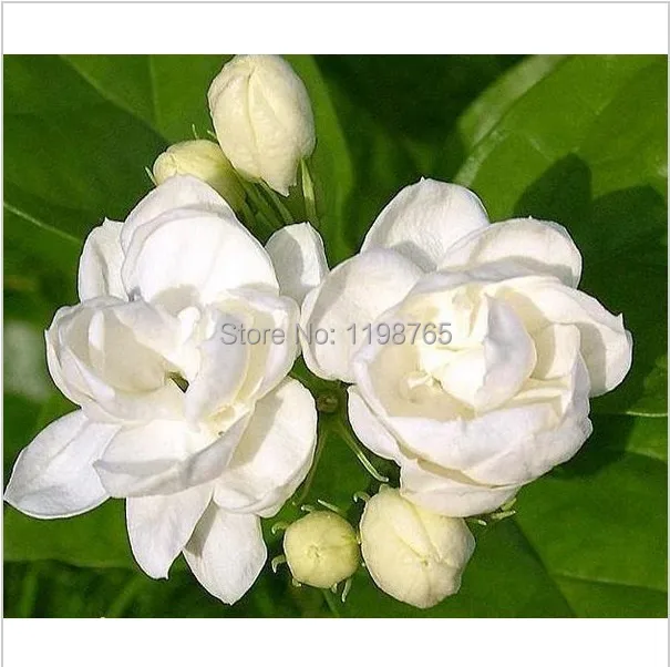 Compare Prices On Jasmine White Flowers Online Ping Low 100 Seeds White Jasmines Sweet Soul Jasmine Bonsai Plants For Home