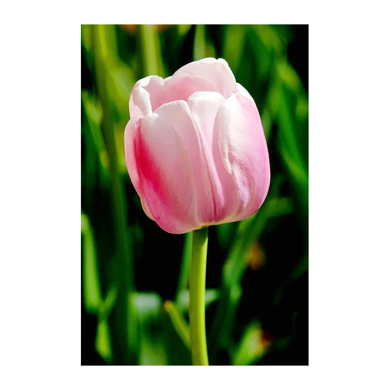 Full Round Diamond mosaic Flowers 5D DIY Diamond embroidery Cross stitch tulip Full Square Diamond painting Loves 6