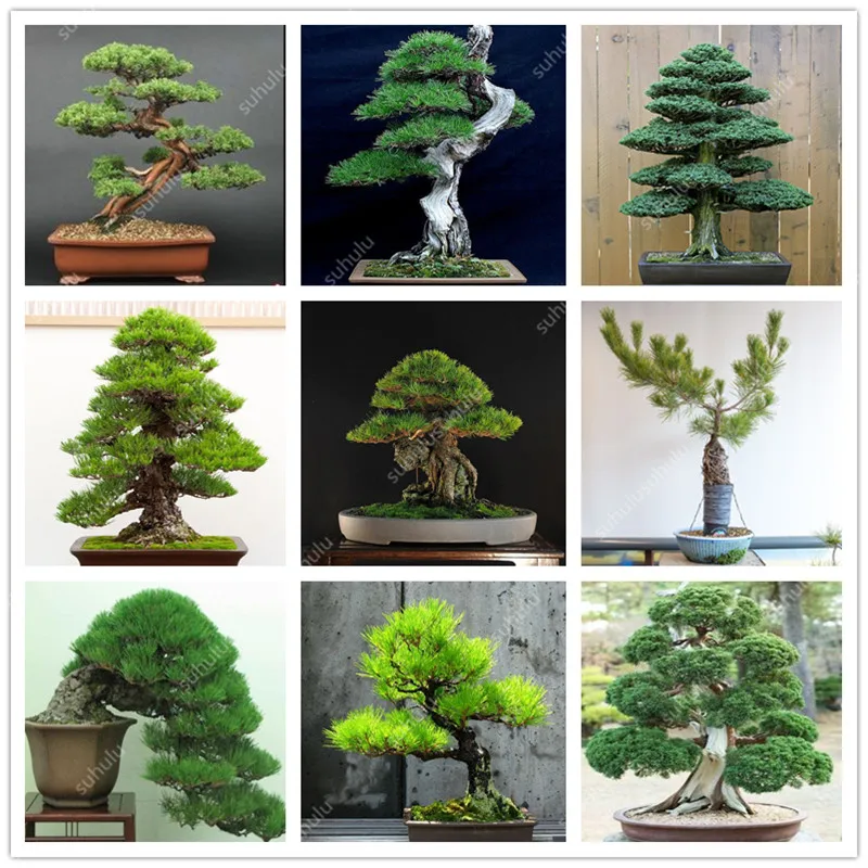 

50 pcs Mini Black Pine bonsai, Indoor Plants Radiation Protection Bonsai, Japanese bonsai Pine Tree for home garden potted plant