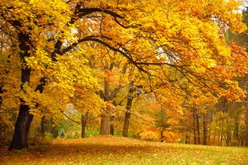 

Beautiful Yellow Leaves Vinyl Photo Backgrounds For Wedding Outdoor Forest Autumn Scenery Backdrops Cloth