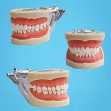 Free Shipping Teeth Teaching Model Dental Soft gingiva 200H Type Removable Teeth
