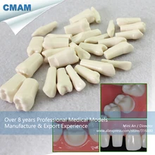 12576/NISSIN-500 Тип совместимый винт постоянный зуб, медицинская научная образовательная учебная анатомическая модель