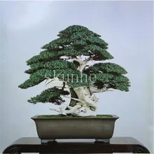 bonsai baum für büro baum topfblumen 50 stücke juniper bonsai baum vergossen blumen büro reinigen die luft absorbieren schädliche gase hei son preis auf juniper bonsai bäume vergleichen online shopping buy bonsai baum für büro baum topfblumen 50 stücke juniper bonsai baum vergossen blumen büro reinigen die luft absorbieren schädliche gase hei son preis auf juniper bonsai bäume vergleichen online shopping buy