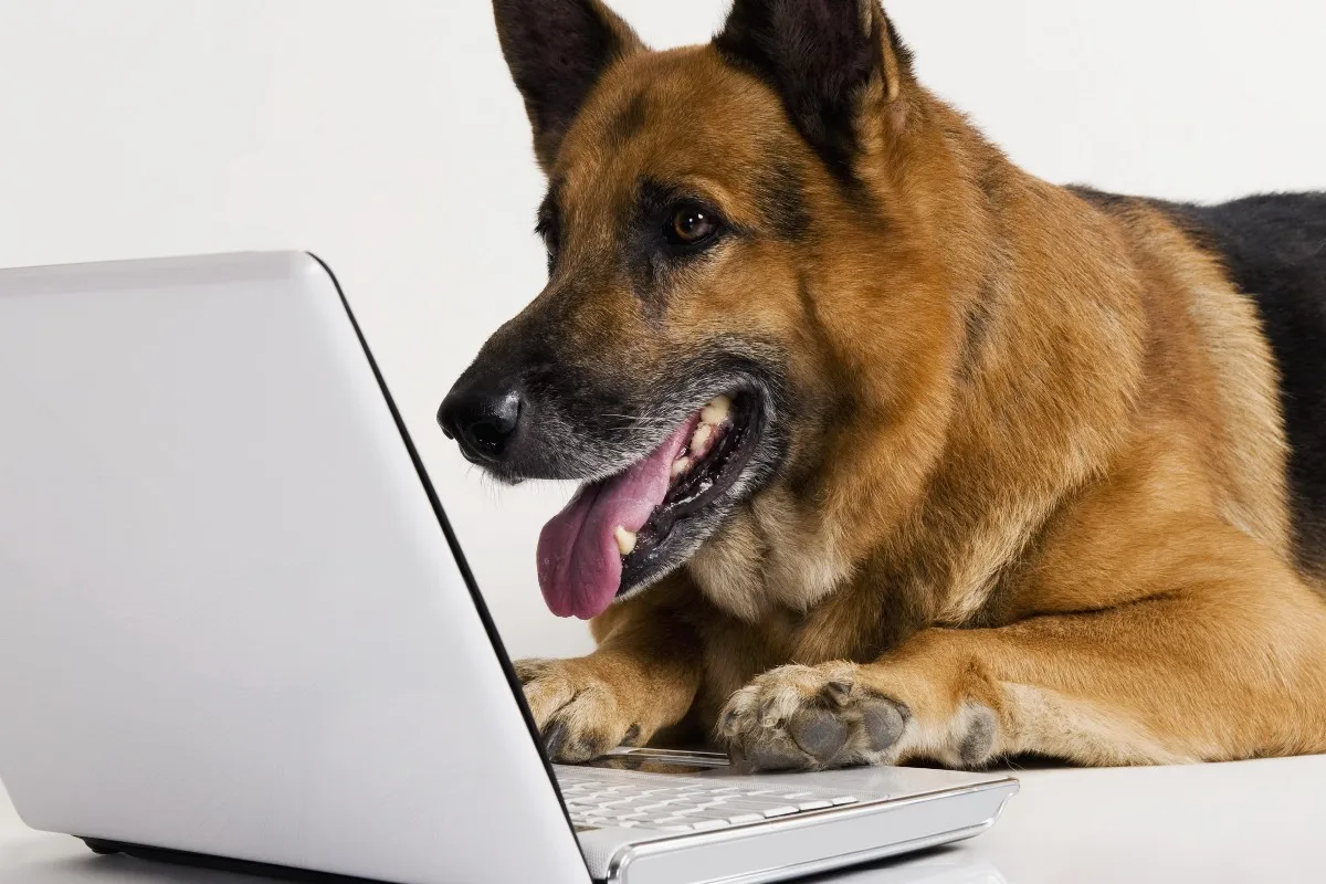

German shepherd web surfing by notebook PDW271 custom fabric poster for wall decor room decor home decoration (frame available)