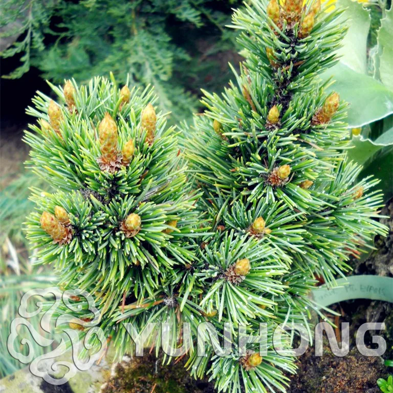 

50 Pcs/bag Perennial Juniper Pinus Densiflora Bonsai Potted Purify the Air Absorption Radiation Pine Tree Bonsai DIY Home Garden