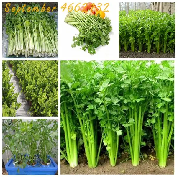 High quality 500 PCS Parsley bonsai Concentrated Flavor And Tender Crisp Celery plant small home garden cultivation