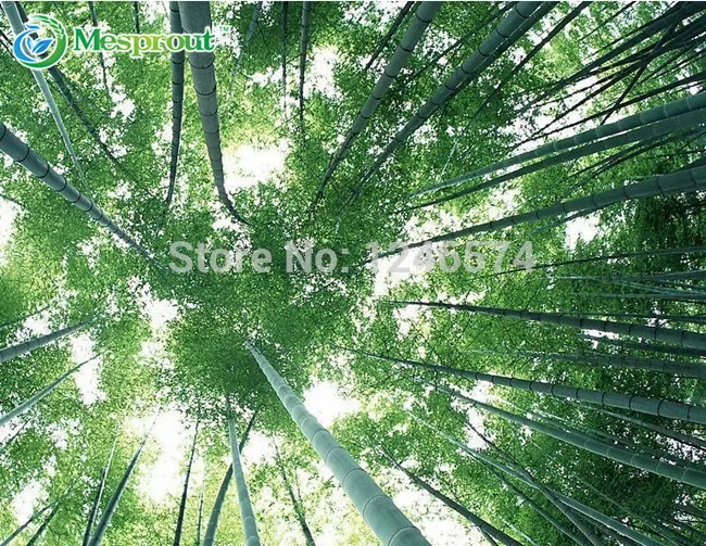 Огромный 100 бонсай гигантский Phyllostachys Pubescens Moso Bamboo бонсай Hardy-Giant