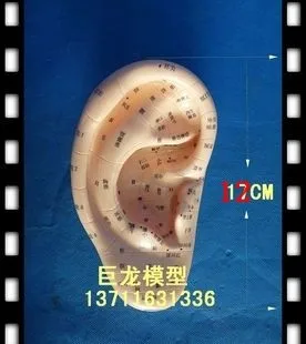 

ear model acupoints model 12cm