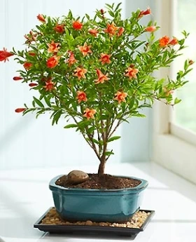 Pomegranate Bonsai Very Sweet Delicious Fruit Bonsai Succulents Bonsai Plant For Home Garden Pot 50pcs