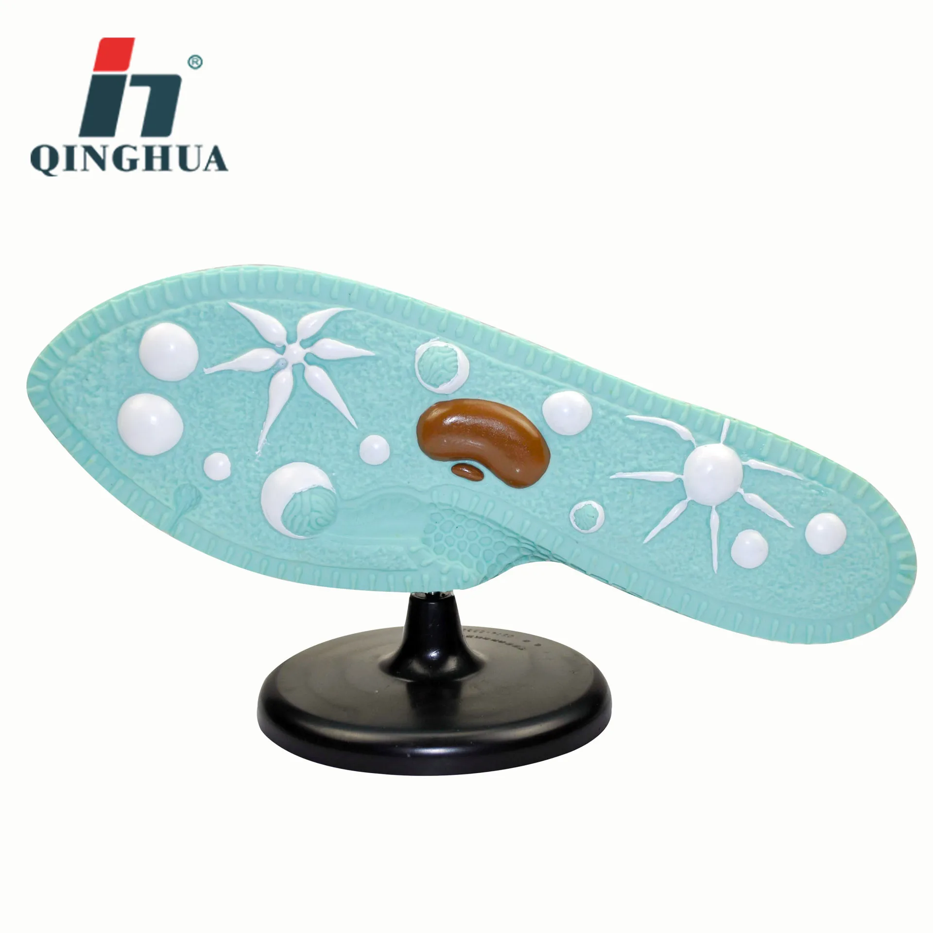 Paramecium модель школы биологии демонстрация СПИД научно-образовательный инструмент оборудование поставщик классных принадлежностей
