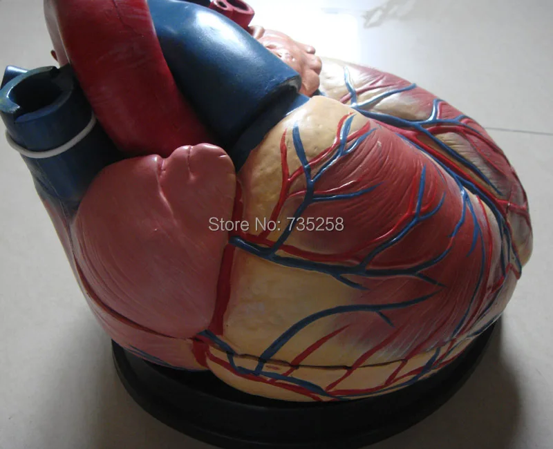 все цены на Heart Amplification Model,Human Heart Anatomy Model онлайн