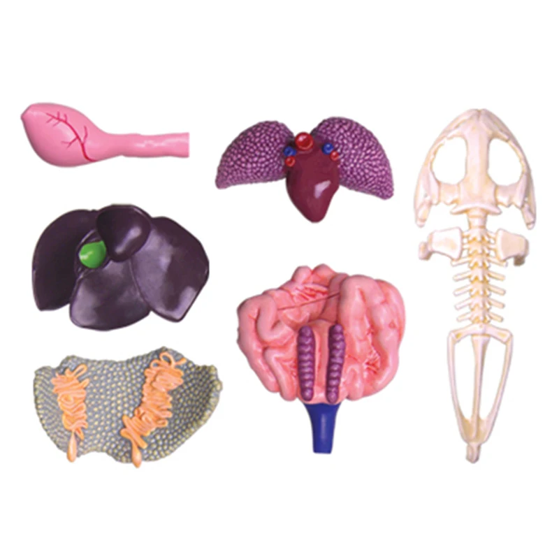 4D лягушка интеллект сборка игрушка животный орган, анатомия манекен для медицинского обучения DIY популярная научная техника