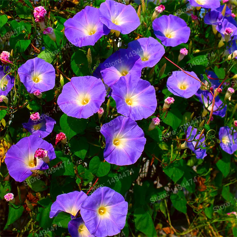 

200pcs mixed color Morning Glory flores Ipomoea Nil plantas rare petunia plante beautiful flower bonsai bonsai plant for home ga