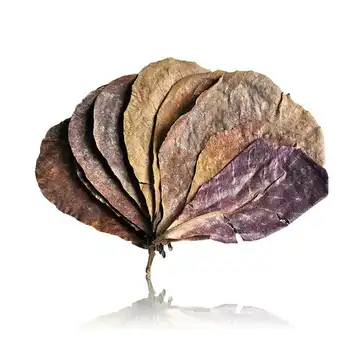 

50pcs Grade A Natural Terminalia Catappa Foetida Leaves Island Almond Leaf Crystal Shrimp Improve Water Quality