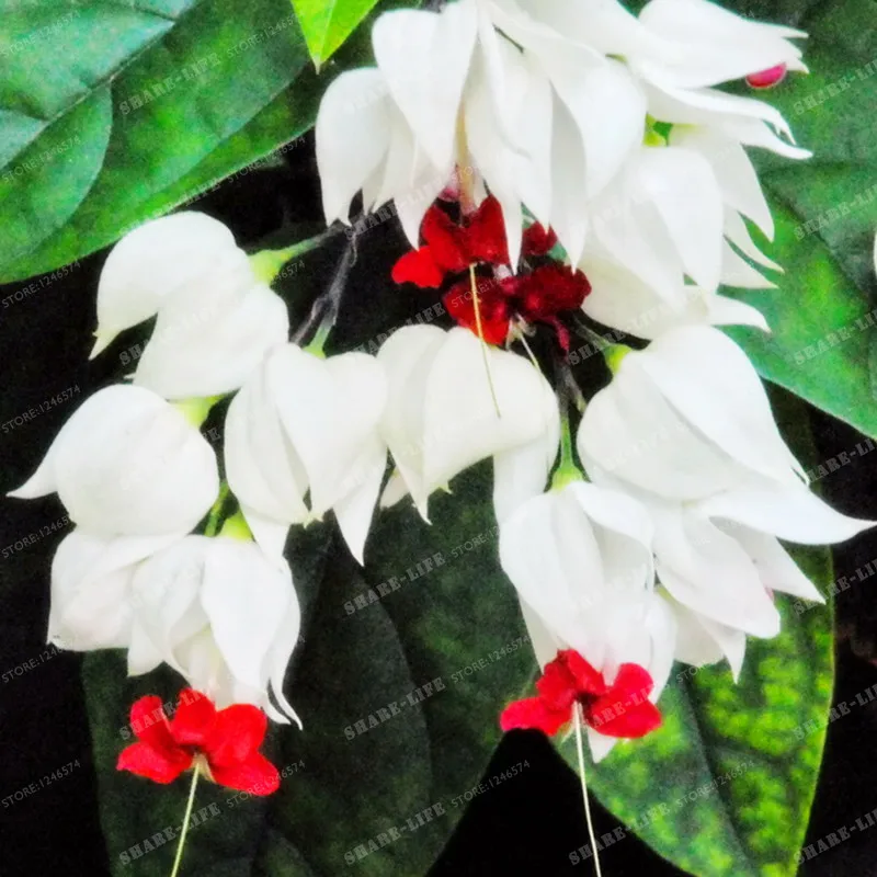 100 шт фиолетовые двойные лепестки фуксия Clerodendrum Thomsonae Balf бонсай цветок в горшке бонсай растения в горшках Висячие Цветы фуксии