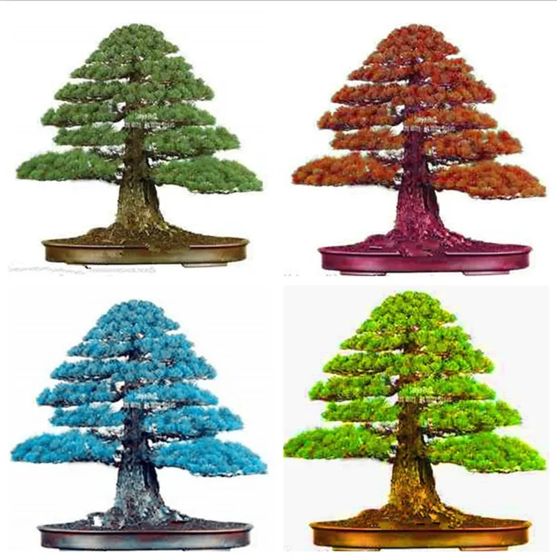 Details about 100PCS Rare Tree bonsais Bonsai Plant JAPANESE Cedar