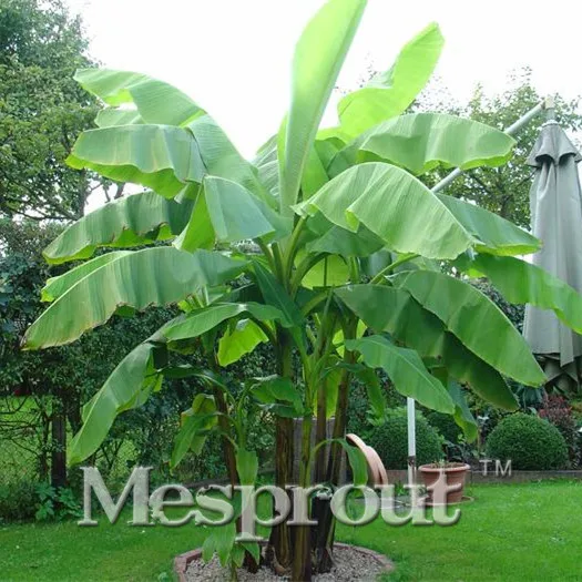 

New Arrival Outdoor Plants Very Easy Mini Garden Bonsai Sementes Bunches Of Musa Basjoo Tree Hot 100 Bonsai Organic