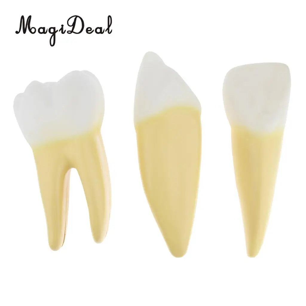 12X Enlarged Human Tooth / Teeth Anatomical Model Anatomy Medical Teaching Tool