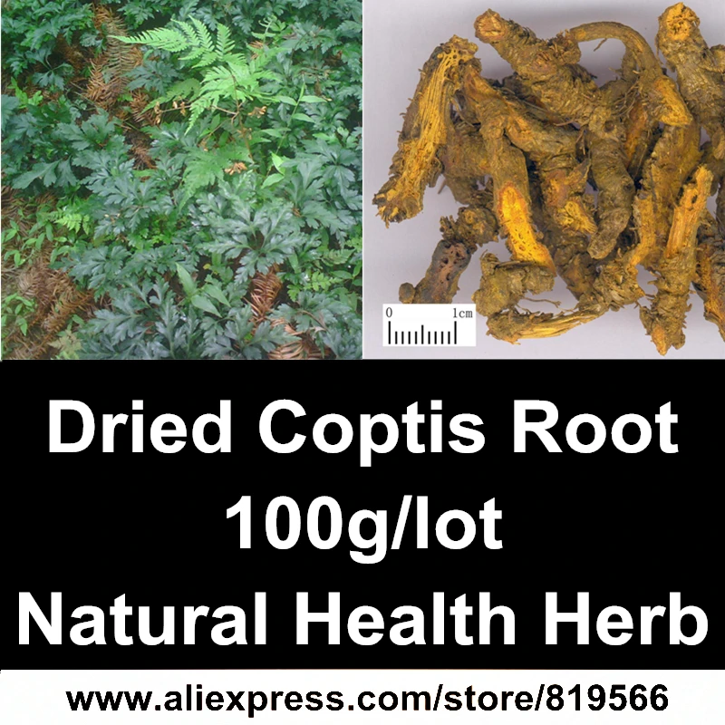 

Natural Dried Coptis Chinensis Franch Herbal 100g Organic Huanglian Chinese Health Care Berberine Herbs Coptidis Roots