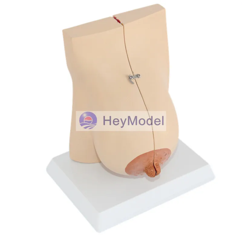 Модель женской груди HeyModel|breast|breast modelingbreasts female |