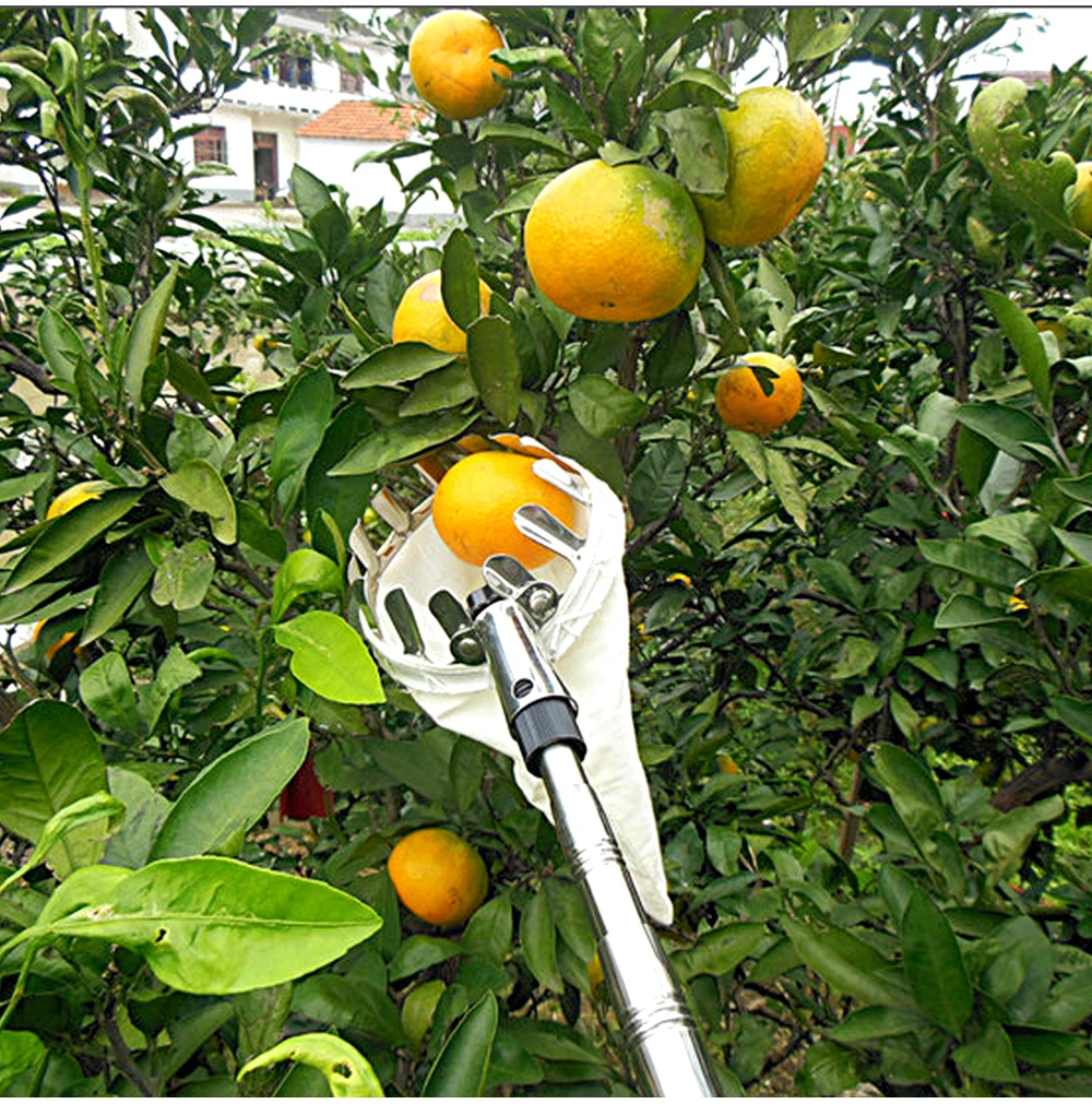 Высококачественные металлические инструменты для садоводства, коллекторы для фруктовых яблоки, персики, ручные инструменты для сбора дерева
