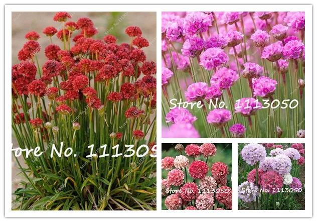 

50 Pcs/Lot Armeria Maritima Bonsai Thrift , Mix Colors Seagrass Easy To Grow For Home Garden Planting Free Shipping
